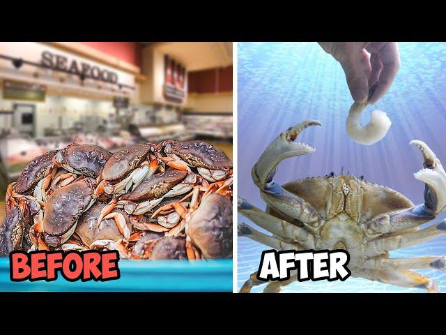 Raising a Grocery Store Crab as a Pet