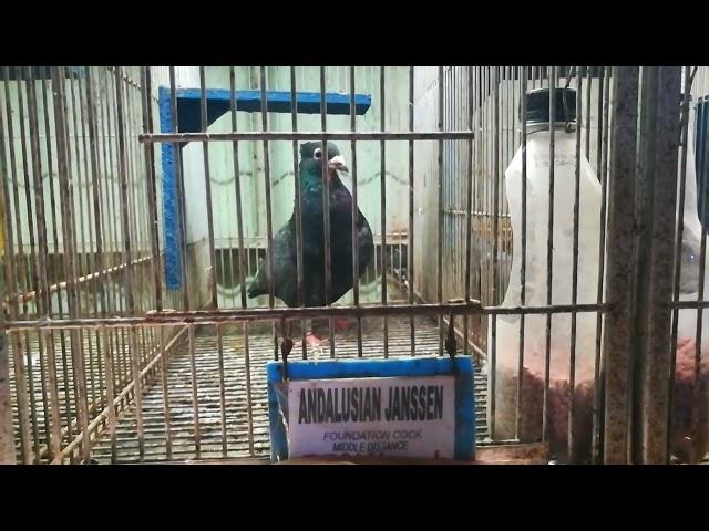 Bio Research Bio Pigeon , Pigeon Showroom | Bp8