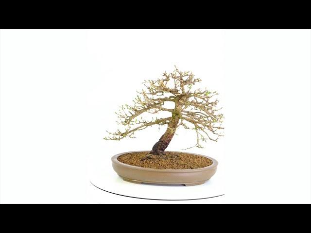 OD2028 - Phenomenal European Larch Bonsai (Deciduous State)