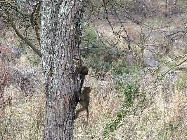 Baby Baboons Climbing Tree-West Serengeti Safari