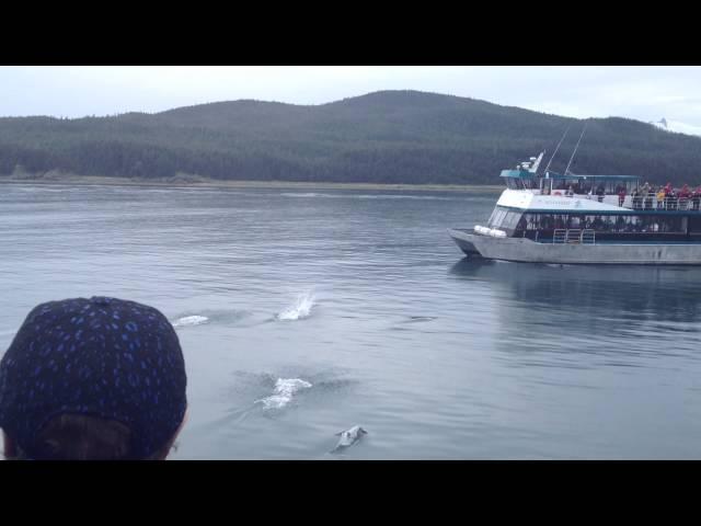 Huge Group of Dall's Porpoise