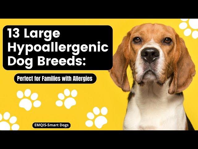 Top 13 Large Hypoallergenic Dog Breeds: Perfect for Families with Allergies