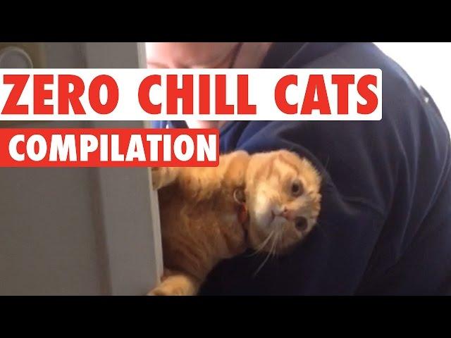 Funny Cats With Zero Chill Pet Compilation