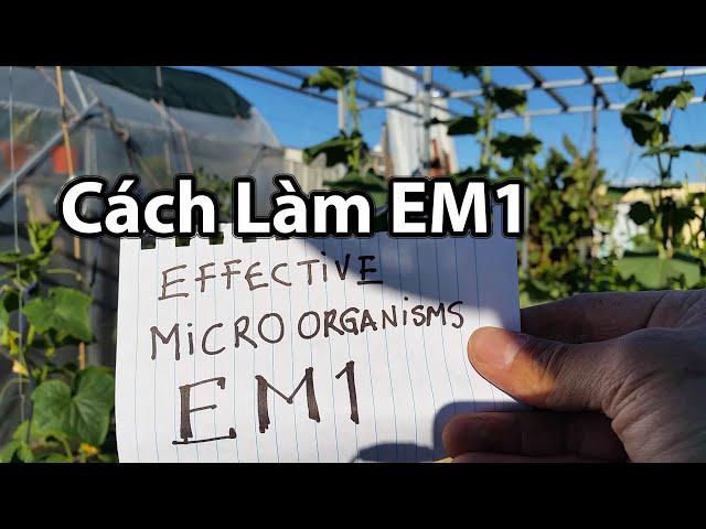 Cách Làm Chế Phẩm EM - How to make EM1 Tại Nhà Toan Trinh