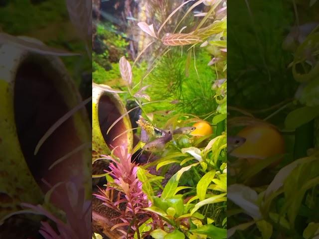 Брачные игры гуппи Эндлера #akwarium #aquarium #krewetkarium