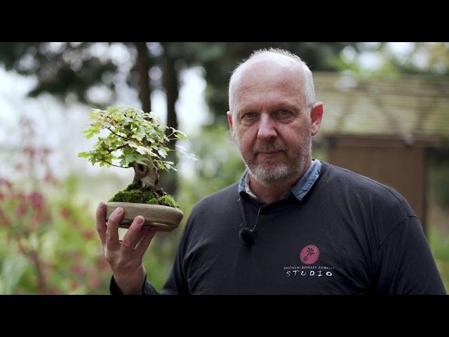 Shohin Bonsai techniques