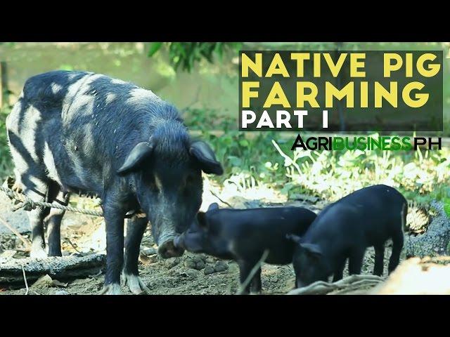 Native Pig Farming Part 1 : Native Pigs in the Philippines | Agribusiness Philippines