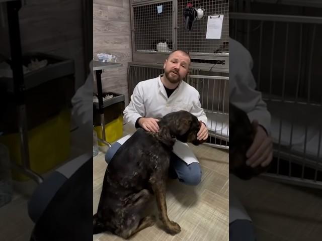 ПЁСЕЛЬ РЕКС С ПЕРЕЛОМОМ НИЖНЕЙ ЧЕЛЮСТИ.