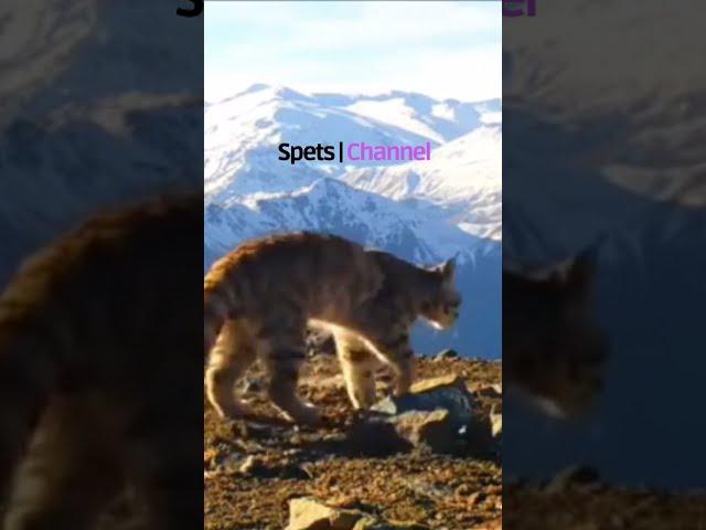 Rare Cat | Meet The Andean Mountain Cat 