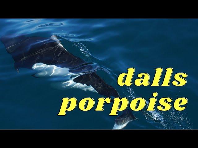 DALLS PORPOISE Alaska Whale Watching Tour in Seward