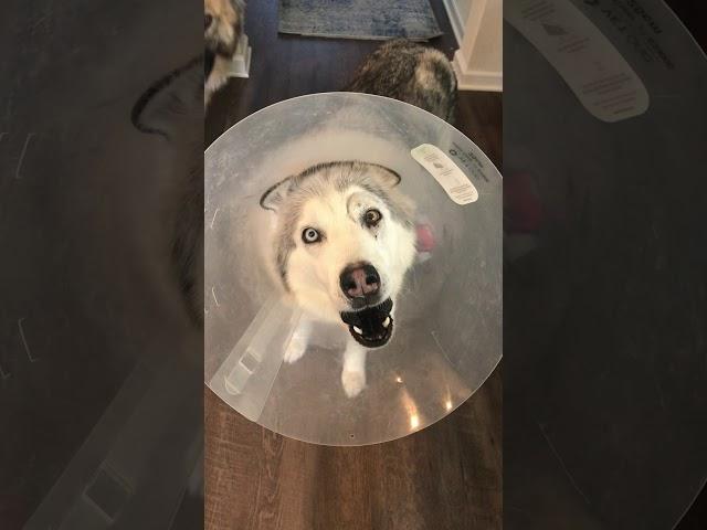 Stubborn Husky Protests Cone