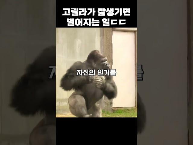 사람처럼 잘생긴 고릴라ㅋㅋ