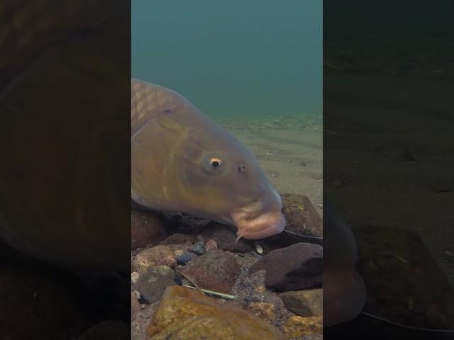 Watch the Bite Happen