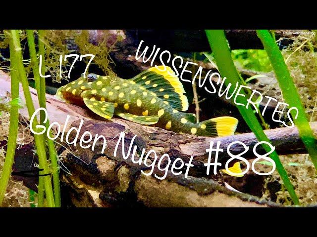 L177 Golden Nugget | Wissenswertes #88