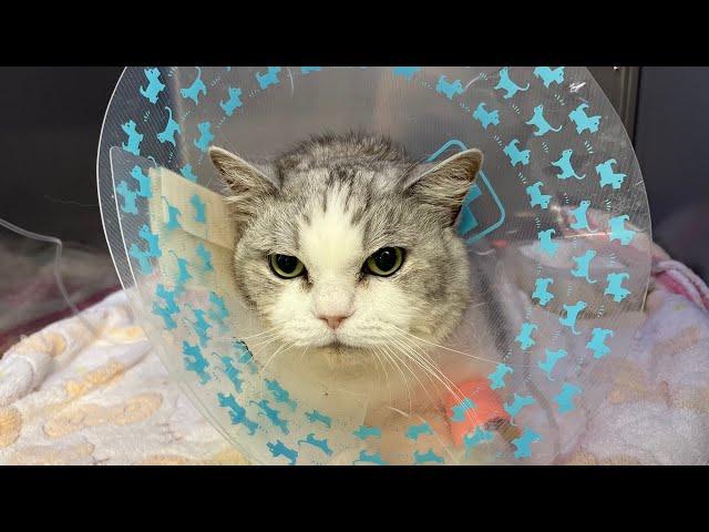My kittens saved Piko's life
