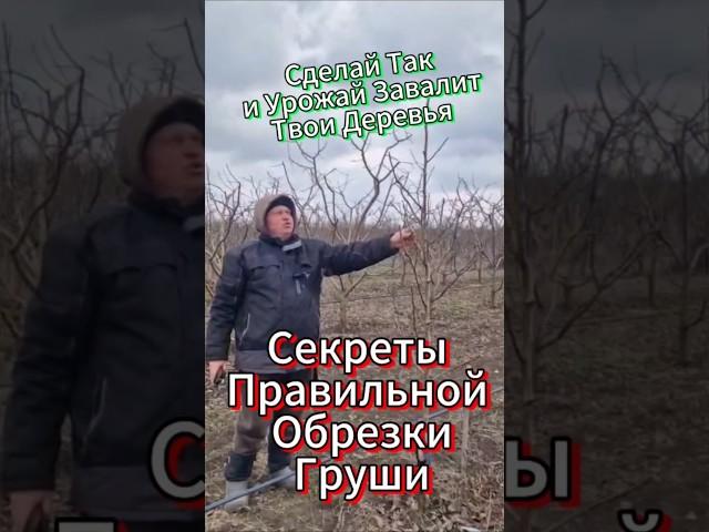 Обрезка Груши. Как Сделать Всё Правильно?