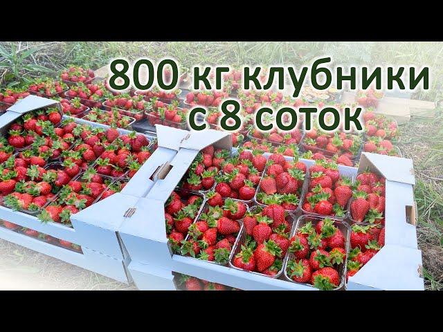 800 кг клубники с 8 соток.