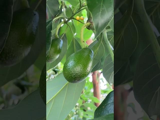Plant trees | Growing fruit trees |  #gardeningtips #gardeningideas