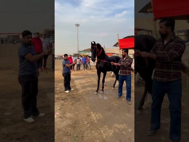 #mossa #bazzhans #ashukothepune #marwadihorses #horselover #trend #newtrend #viral