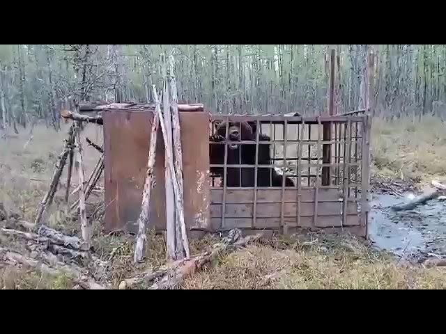 Медведь людоед попал в ловушку.