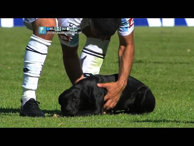 El perro del Kempes. Belgrano - Quilmes. Fecha 11. Torneo Primera División 2014. FPT.