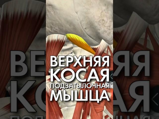 Верхняя косая подзатылочная мышца - как ей правильно пользоваться. Константин Гражданкин и Команда