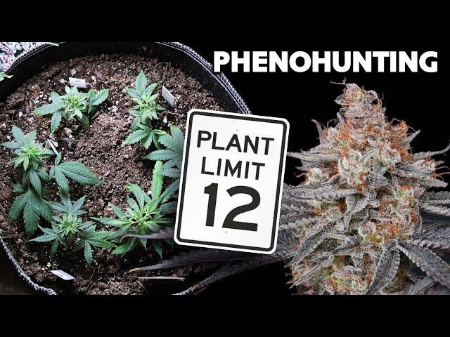 Pheno Hunting Regular Seeds within Legal Limits – Selective Breeding with Spider Farmer