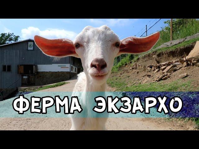 Ферма Экзархо в Сочи: как добраться, цены, обзор / Farm in Sochi