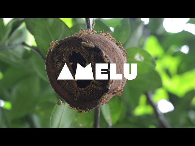 Lemur Band - Lulu Amelu