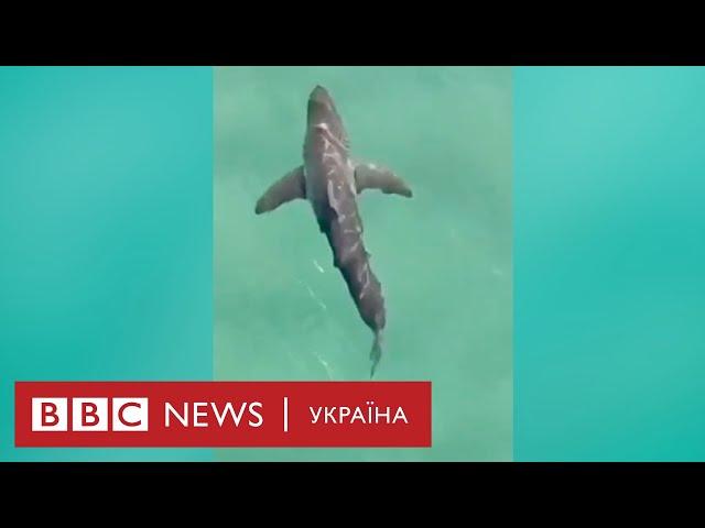 Відео акул з дрона. Хижаки поряд, але люди їх не бачать