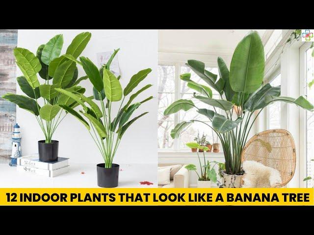 12 Indoor Plants That Look Like A Banana Tree || Stylish Houseplants with Big Leaves