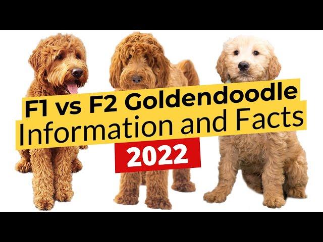 F1 vs F2 Goldendoodle Information and Facts!  2022 