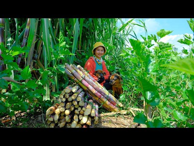 Full Video: Harvesting  Sugarcane Goes to Market Sell - Harvest, Farm, Cooking | Tieu Lien