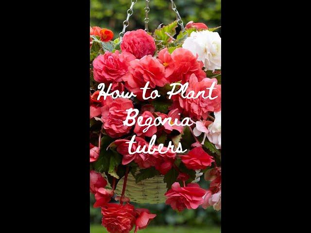 How to Plant Begonia Tubers | Get Ready For Summer! ️