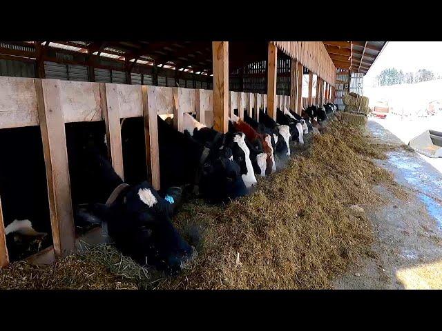 Feeding Cows On A Dairy Farm! How To Make High Quality Feed For Cattle!