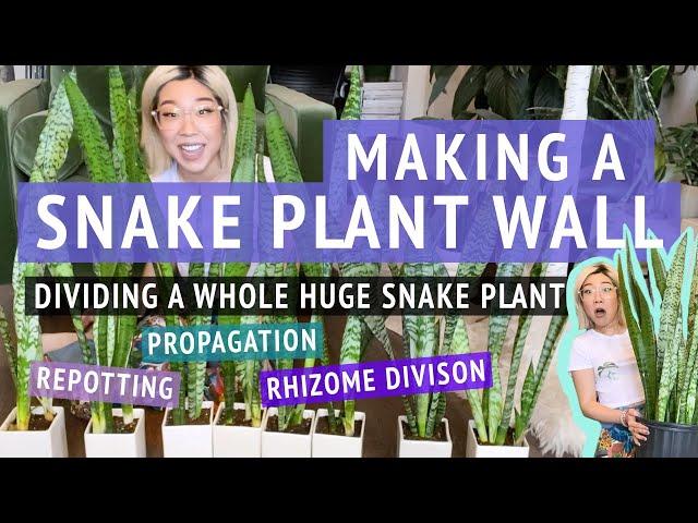 Making A Snake Plant Wall | Dividing & Repotting A Huge Snake Plant