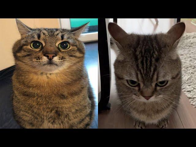 Try Not To Laugh  New Funny Cats And Dog Video  - Just Cats Part 71