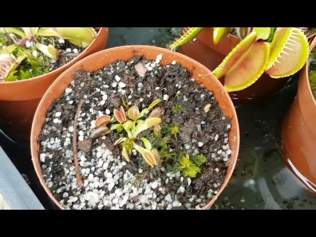 Gardening with Gabriel - Sowing seeds for the carnivorous Drosera capensis Part 1 of 3