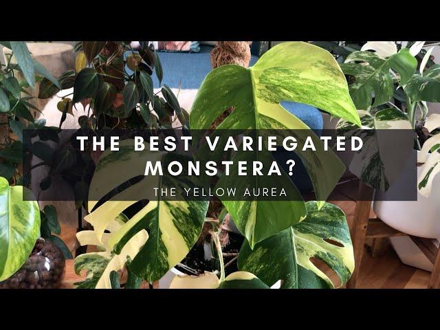 Plants of Instagram: Variegated Monstera Aurea | Rare Tropical Indoor Houseplants | Ep 101