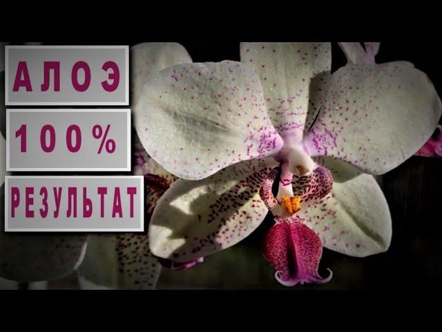 АЛОЭ для ОРХИДЕЙ! БЫСТРЫЙ РЕЗУЛЬТАТ или СОВПАДЕНИЕ? ВИДЕО-ИНТРИГА! РЕЗУЛЬТАТ ПРИМЕНЕНИЯ АЛОЭ !!!