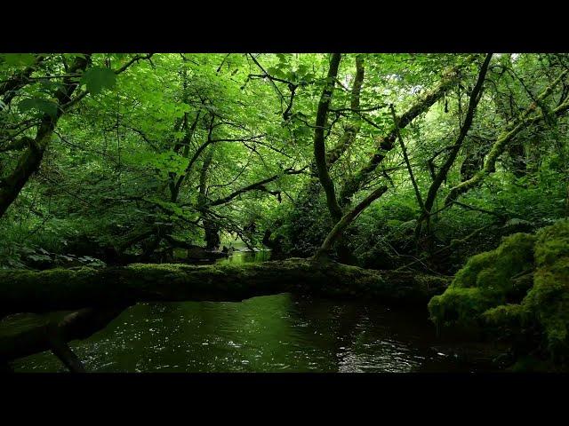 RELAXING SOUNDS OF FOREST STREAM WITH GENTLE NIGHTINGALE BIRDSONG, NATURE SOUNDS FOR DEEP SLEEP