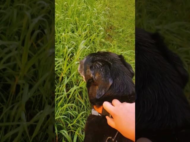 follow Mojo  somewhere over the rainbow. South Royalton, Vermont #dog #dogs #love #relaxing