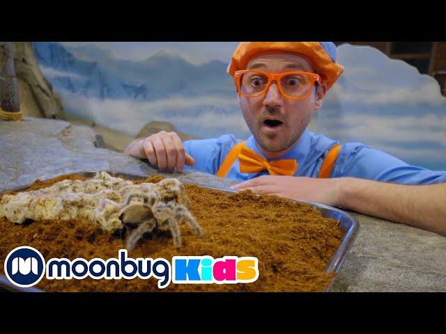 Блиппи кормит животных в зоопарке | Обучающие видео для детей | Blippi Russian