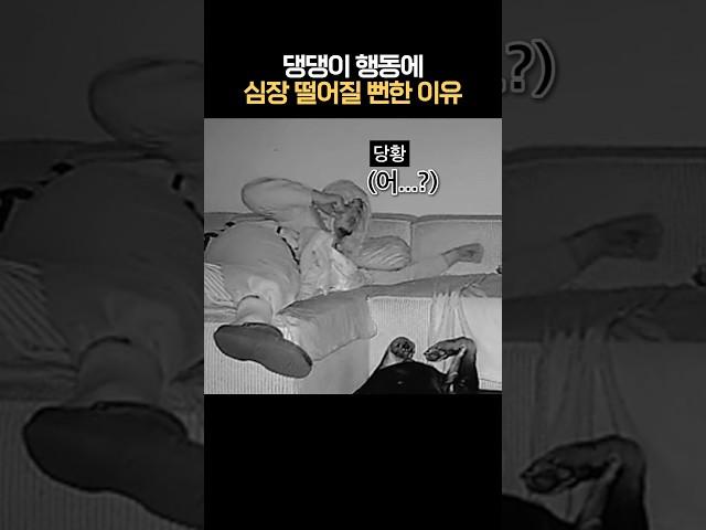 댕댕이 행동에 심장이 떨어질 뻔한 이유 #개깜놀