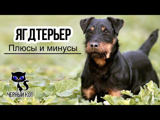  Ягдтерьер: плюсы и минусы породы. За что мы любим ягдтерьеров