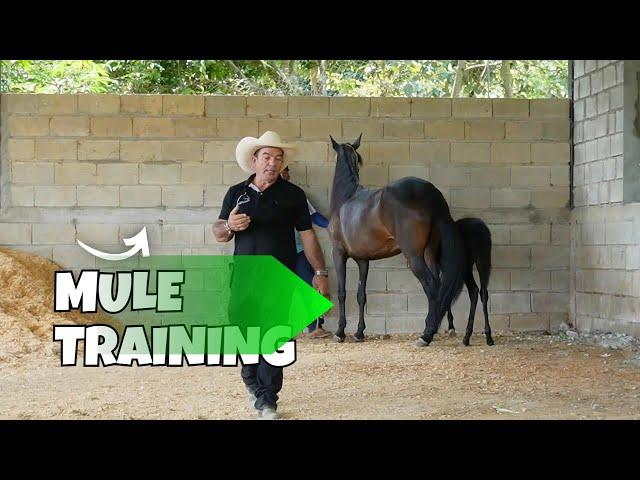 Mule Training That Actually Makes Sense