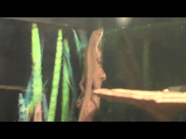 Reptiles, fish and more