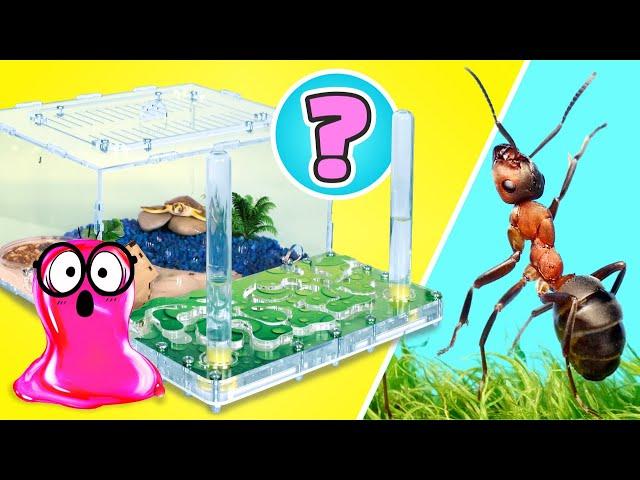 LIVE: DIY Tiny Animal Mansions  How to Build Homes for Ants, Rats, Turtles, and More! ️