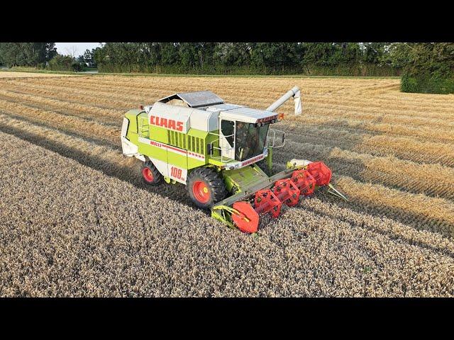 Claas dominator 108 SL Maxi | Classic Wheat harvest | Tarwe dorsen