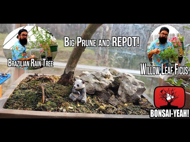 Prune and Repot BRT and WLF - Bonsai-YEAH!